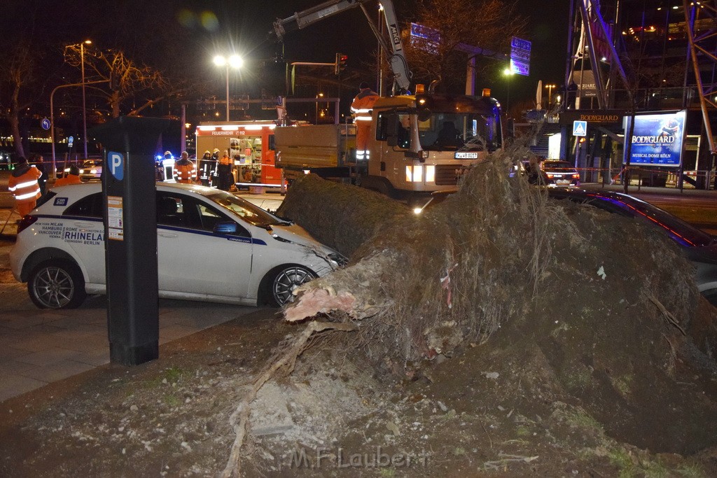 Baum auf PKWs Koeln Mitte Rheinuferstr Goldgasse P010.JPG - Miklos Laubert